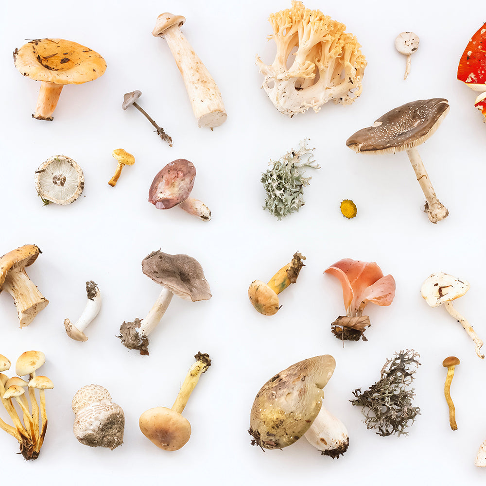 Boosting Immune Health with Adaptogens and Functional Mushrooms
